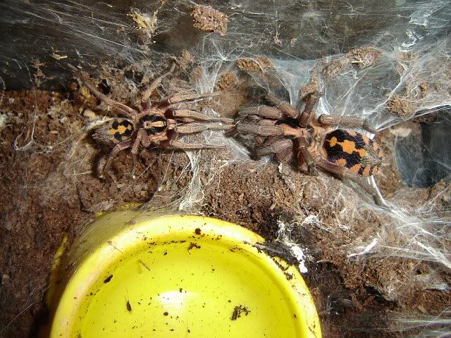 Hapalopus sp. Columbia – rozmnożenie