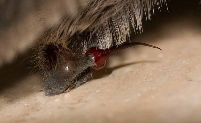 Psalmopoeus cambridgei – ptasznik