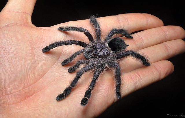 Avicularia purpurea – ptasznik