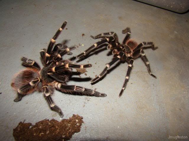 Acanthoscurria brocklehursti – ptasznik