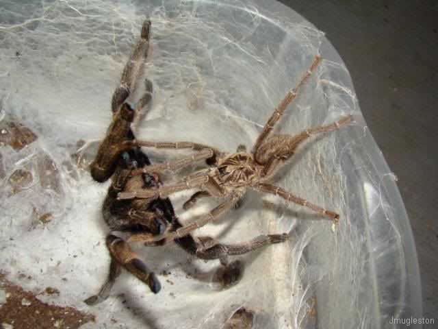 Ceratogyrus marshalli – ptasznik