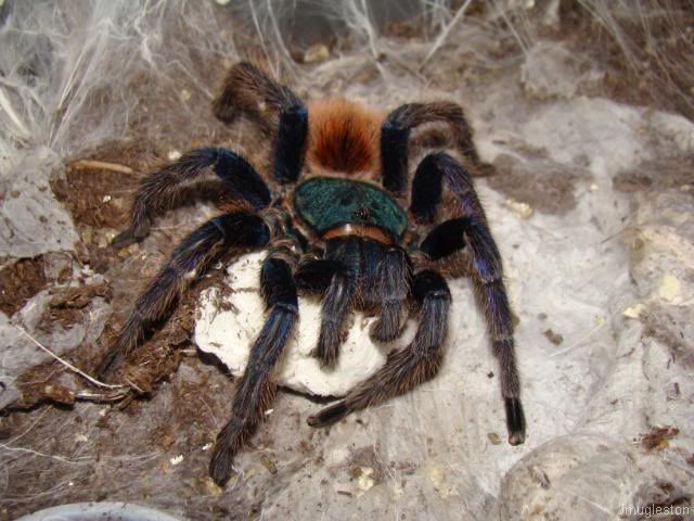 Chromatopelma cyaneopubescens – ptasznik