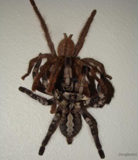 Poecilotheria pederseni – ptasznik