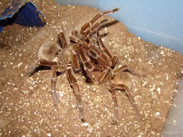 Theraphosa stirmi – ptasznik