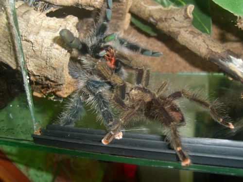 Avicularia ulrichea – rozmnożenie